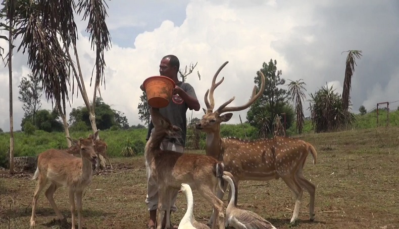 Salut, Warga Subang Cegah Rusa Timor Punah dengan Membuat Penangkaran Pribadi