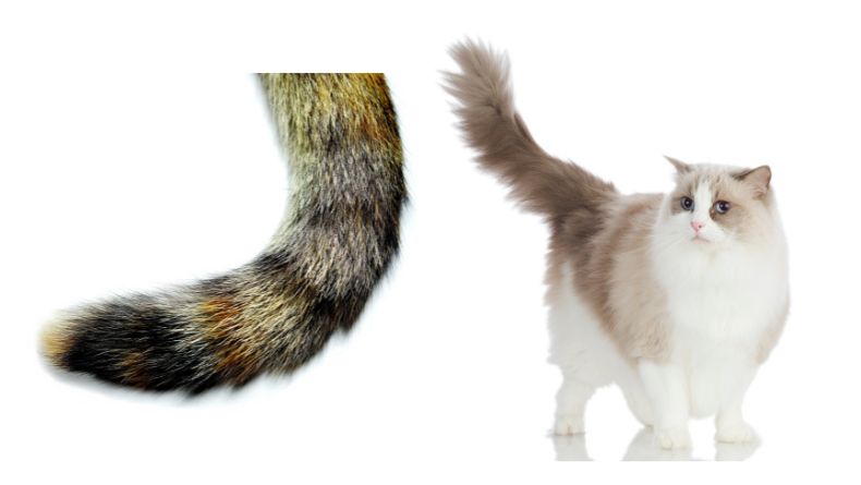 7 Arti dari Gerakan Ekor Kucing Berdasarkan Suasana Hatinya, Jangan