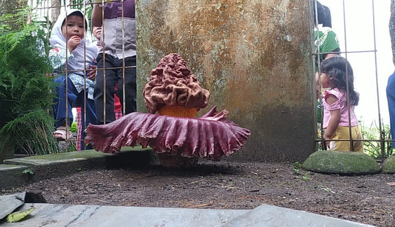 title Warga Ciranjang Cianjur Heboh, Bunga Bangkai Mekar Sempurna di Pekarangan Rumah Warga Ciranjang Cianjur Heboh, Bunga Bangkai Mekar Sempurna di Pekarangan Rumah