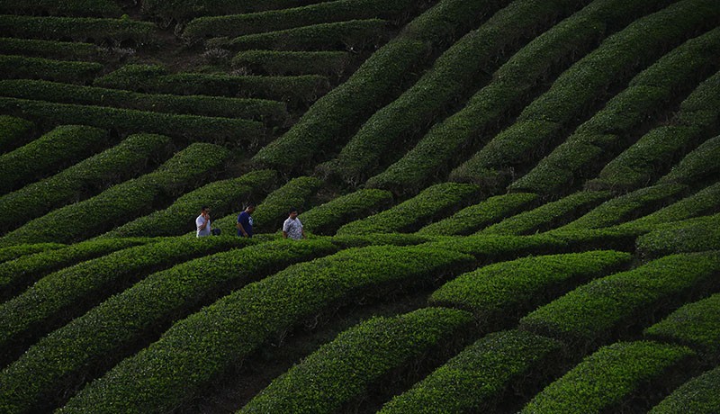 Bak Permadani, Pesona Kebun Teh Solok Menjadi Destinasi Wisata Favorit - Bagian 2