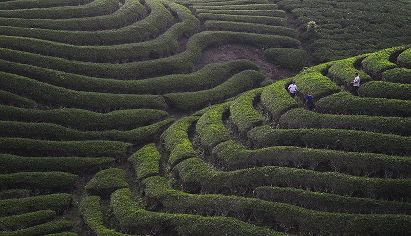 Bak Permadani, Pesona Kebun Teh Solok Menjadi Destinasi Wisata Favorit - Bagian 3