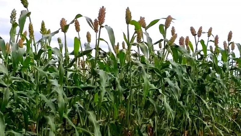 Wilayah Selatan Sukoharjo Dibidik Jadi Lokasi Perluasan Lahan Sorgum