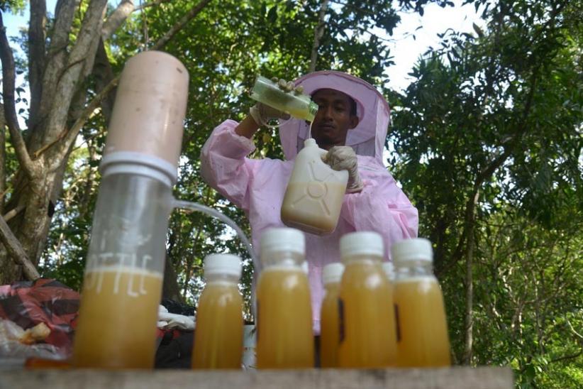  Permintaan Madu Kelulut di Aceh Terus Meningkat - Bagian 2