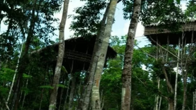 7 Suku Pedalaman di Indonesia, Tinggal di Pohon Tinggi Hutan Rimba