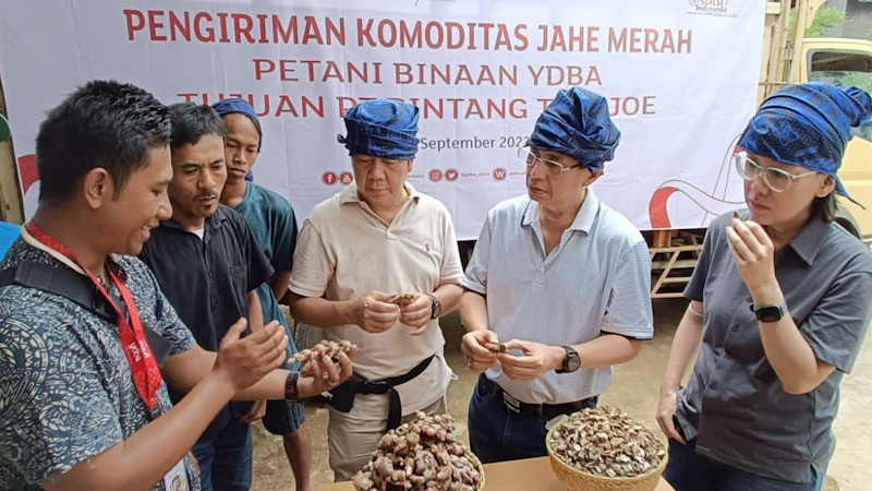 Petani Jahe Merah Lebak Banten Binaan YDBA Hasilkan Panen 32,5 Ton    - Bagian 3