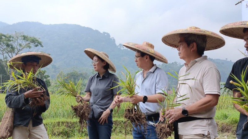 Petani Jahe Merah Lebak Banten Binaan YDBA Hasilkan Panen 32,5 Ton    - Bagian 2