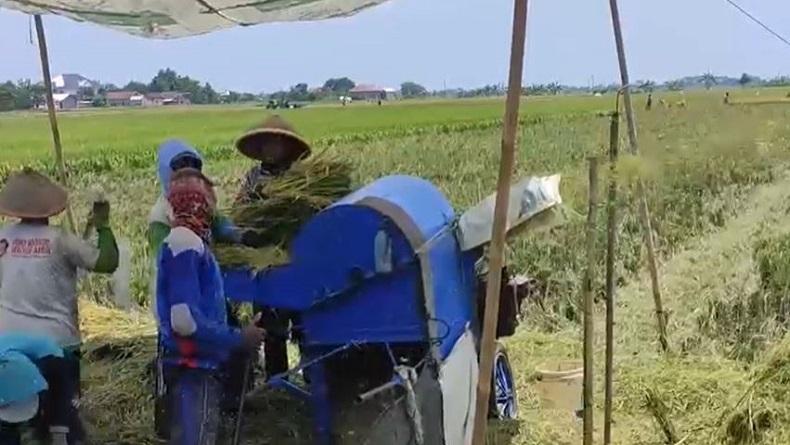 Dampak Harga BBM Naik, Tarif Sewa Alat Pertanian di Kendal Ikut Meroket