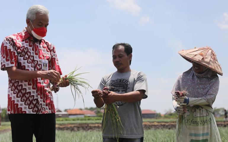  Produktivitas Bawang Merah Turun, Respons Ganjar Mengejutkan Petani di Brebes