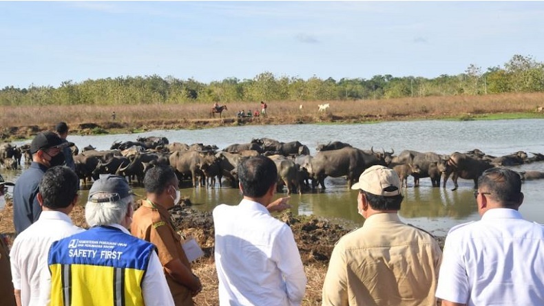 Peternak Kerbau di Maluku Curhat Sulit Air, Jokowi Langsung Perintah Menteri Bangun Embung