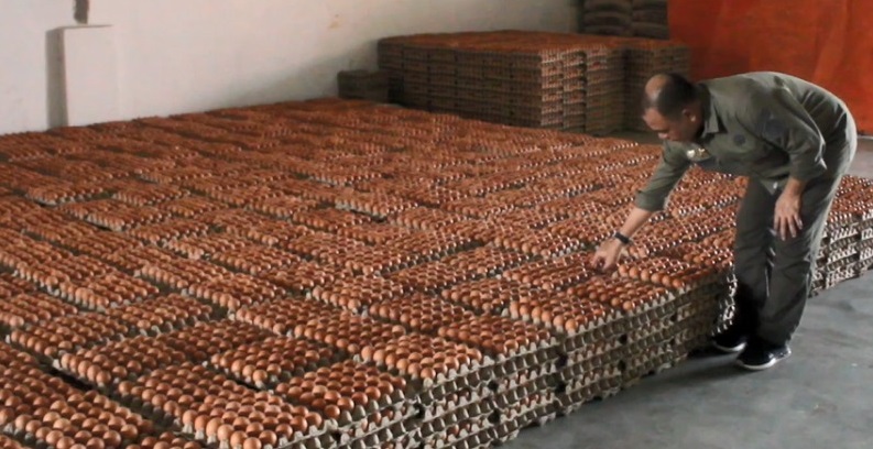 Ditjen PKH Pastikan Ketersedian Telur Ayam Ras untuk Konsumsi Tercukupi