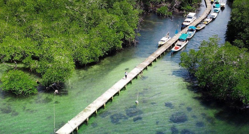 Ecotourism Jadi Daya Tarik Baru, 10.000 Bibit Mangrove Ditanam di Pesisir Belitung 