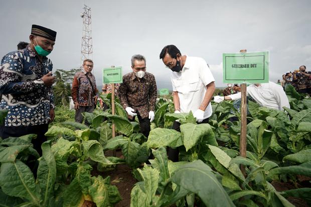 Mantap, Sri Sultan HB X Panen Perdana Tembakau Bahan Cerutu di Selopamioro, Imogiri