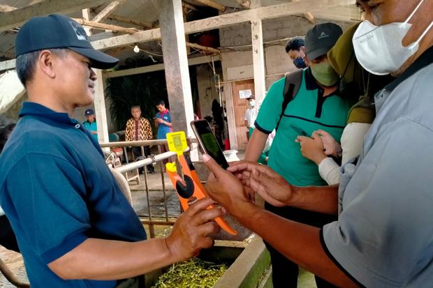 Ternak di Sleman Dipasang Eartag Kode QR, untuk Apa ? 