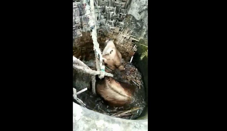 Sapi Limosin di Tuban Tercebur Sumur Sempit, Evakuasi Dramatis 