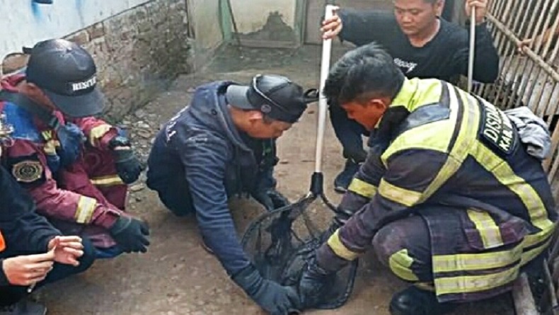 Monyet Ekor Panjang Ngamuk di Majalaya Bandung, 2 Bocah Dicakar