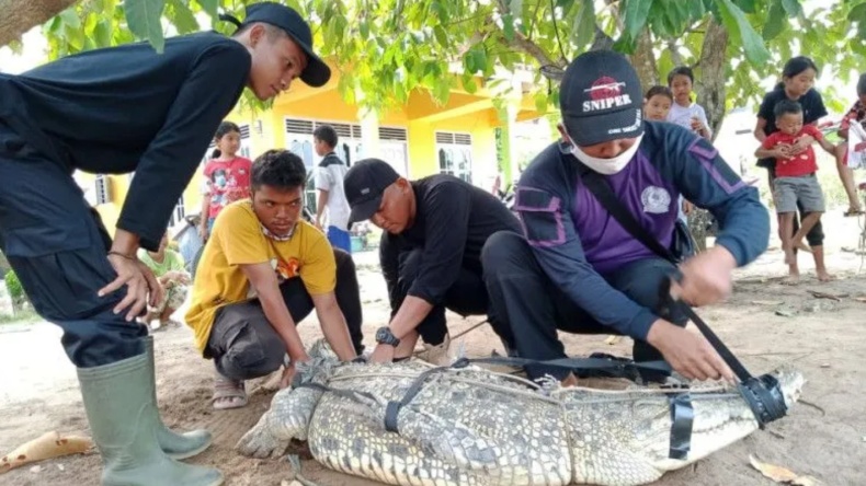 Ganggu Tambak Udang, Buaya Berat 1 Kuintal di Lampung Timur Diamankan Warga 