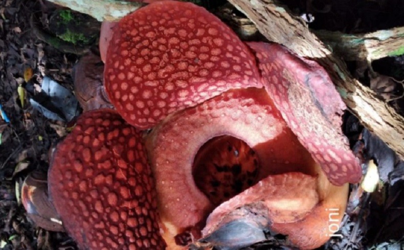 Bunga Rafflesia Mekar di Halaman Rumah Warga Agam Jadi Kunjungan Wisatawan