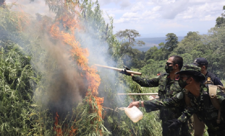 BNN Musnahkan 2 hektare Ladang Ganja di Aceh Besar, 10 Ton Mariyuana Hangus Terbakar