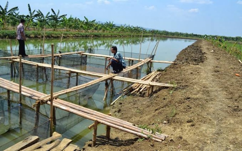 title Sungai Diduga Tercemar, Petani Tambak Ikan di OKI Gigit Jari Gagal Panen Sungai Diduga Tercemar, Petani Tambak Ikan di OKI Gigit Jari Gagal Panen