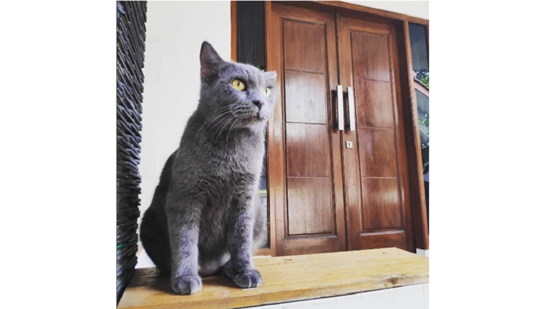 7 Hewan Khas Madura yang Nyaris Punah, Ada Kucing Mirip British Shorthair