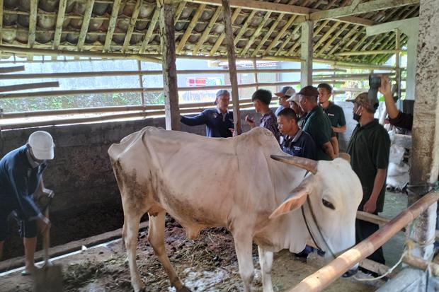 Peternak Sapi di Bandung Diajak ke Sleman Belajar Produksi Pupuk Organik Padat