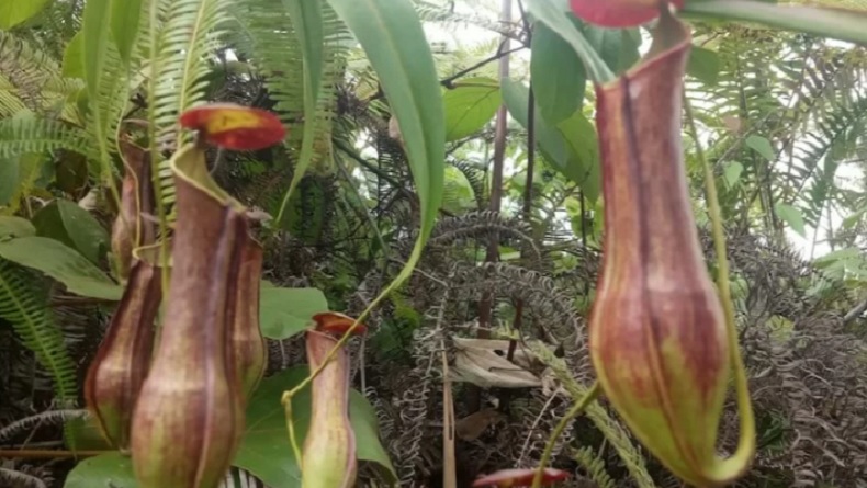 7 Tumbuhan Endemik Indonesia, Nomor 2 Pemakan Serangga