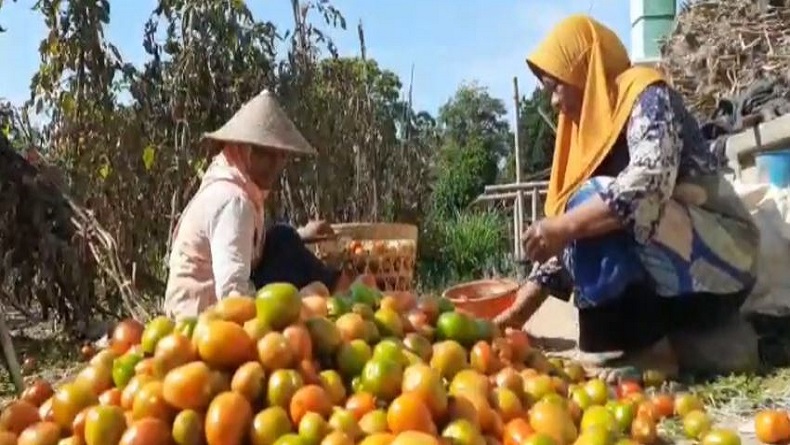 Harga Tomat Anjlok, Petani Lereng Merapi di Boyolali Tekor Jutaan Rupiah