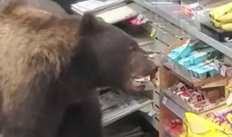 Viral Beruang Masuk Minimarket Cari Permen, Karyawan malah Tertawa Terbahak-bahak