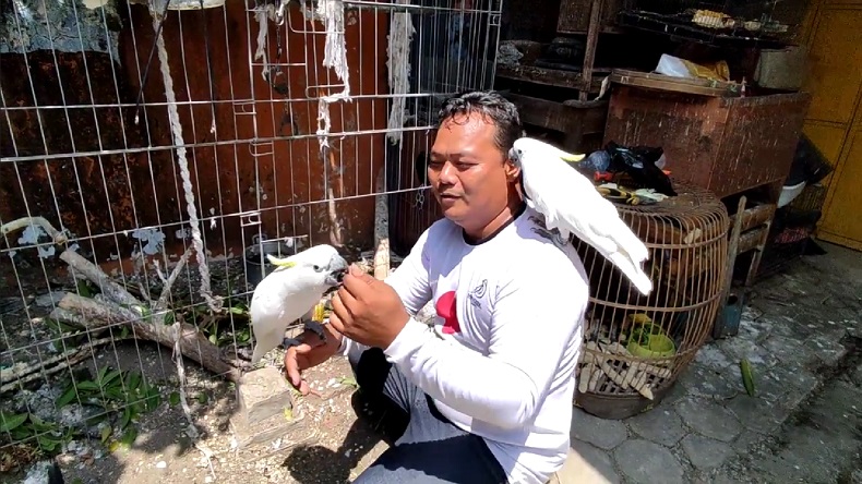 Polisi di Mojokerto Sulap Garasi Rumah Jadi Penangkaran Unggas Langka, Begini Kisahnya