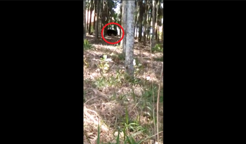 title Viral Beruang Hitam Muncul di Kebun Karet Lampung Utara, Warga Lari Ketakutan Viral Beruang Hitam Muncul di Kebun Karet Lampung Utara, Warga Lari Ketakutan