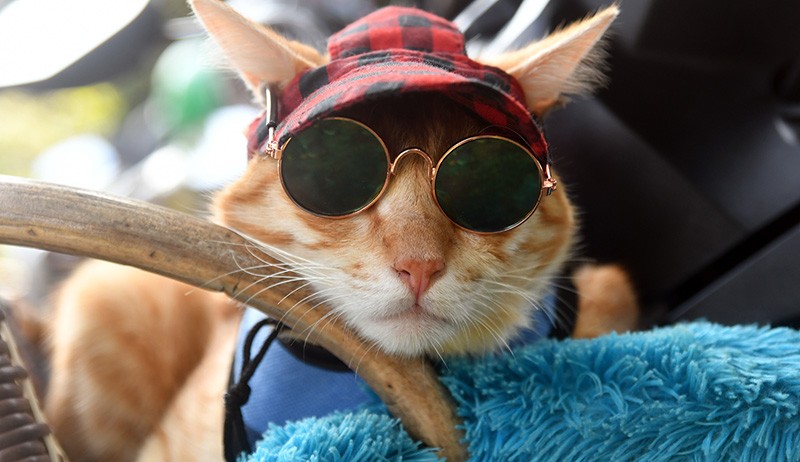 Gaya Kucing Oranye Pakai Kacamata Hitam Disuntik Rabies - Bagian 1