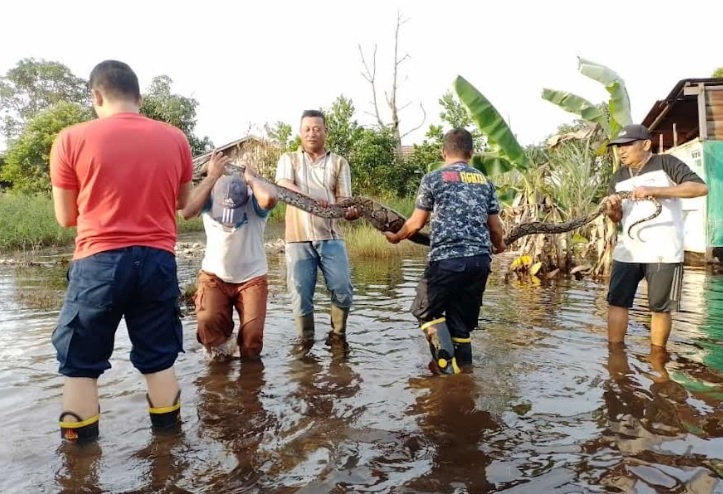 Ular Piton 3,5 Meter Ditangkap Usai Mangsa Ternak Warga 