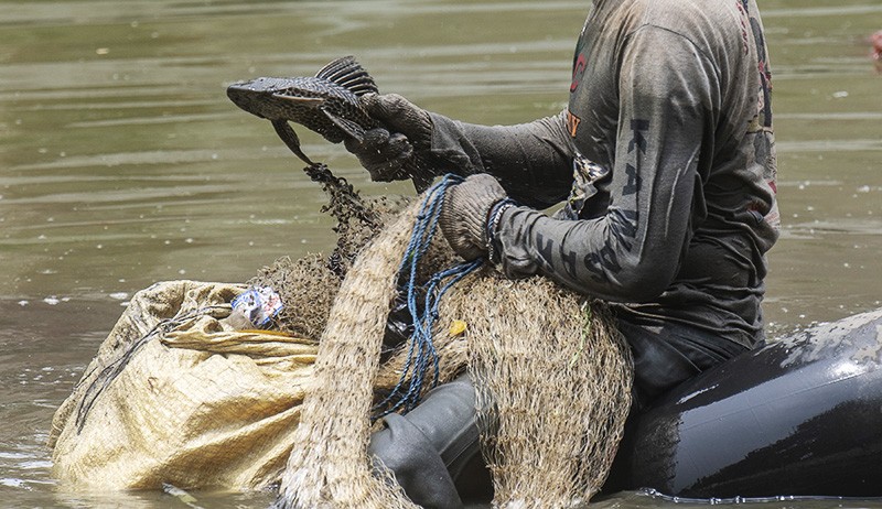 Makan Limbah, Ikan Sapu-Sapu Hidup di Sungai Berbahaya jika Dikonsumsi - Bagian 2