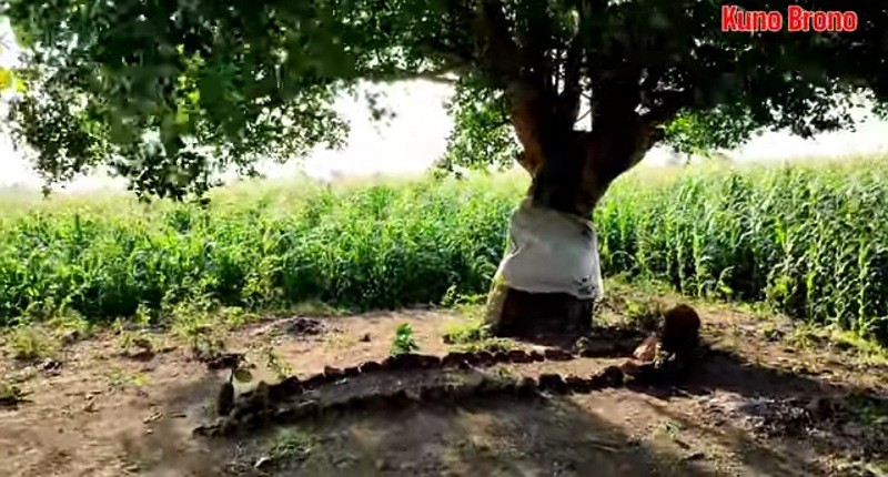 Viral, Makam Misterius dengan Batu Nisan Aneh Ditemukan di Bawah Pohon Keramat 