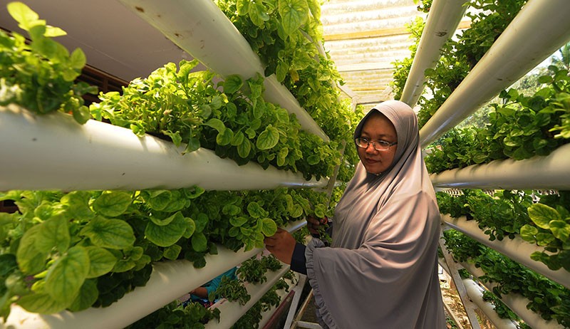 Warga Boyolali Tanam Bayam Brazil Mampu Penuhi Permintaan Pasar Jabodetabek - Bagian 2