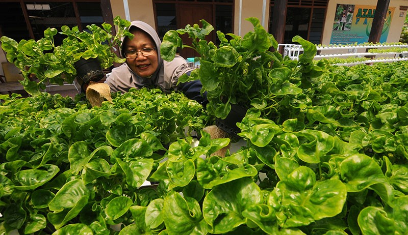 Warga Boyolali Tanam Bayam Brazil Mampu Penuhi Permintaan Pasar Jabodetabek - Bagian 1