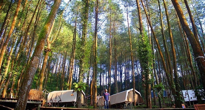 Liburan ke Purworejo Wajib Kunjungi Glamping DeLoano, Sensasinya Mirip di Film Twilight