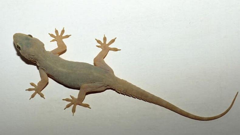 Viral Video Bocah Asyik Makan Es Krim Sambil Direkam, Kaget Tiba-Tiba Gigit Cicak