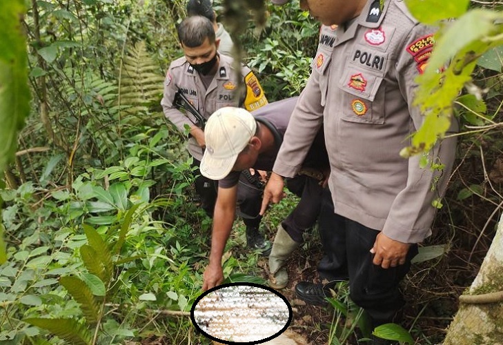 Belasan Ekor Kambing Warga di Solok Ditemukan Mati, Diduga Dimangsa Harimau