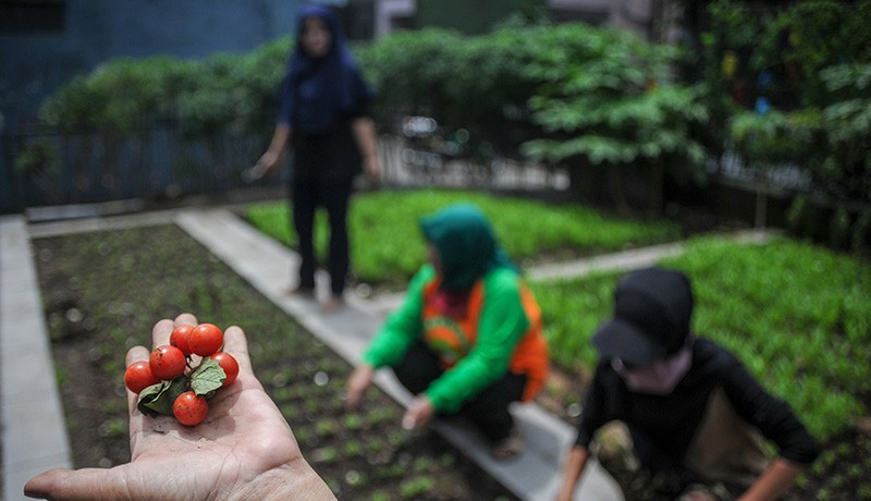 Warga Bandung Manfaatkan Lahan Sempit Tanam Tomat hingga Pakcoy - Bagian 2