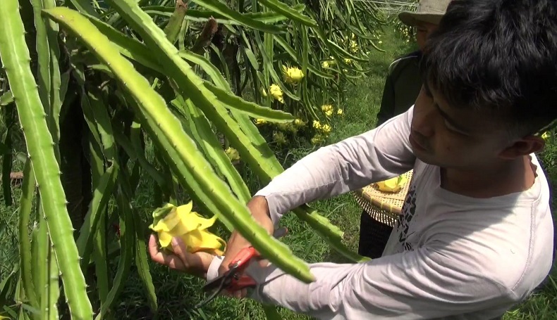 Budidaya Naga Kuning, Pemuda asal Subang Ini Raup Cuan Puluhan Juta Rupiah