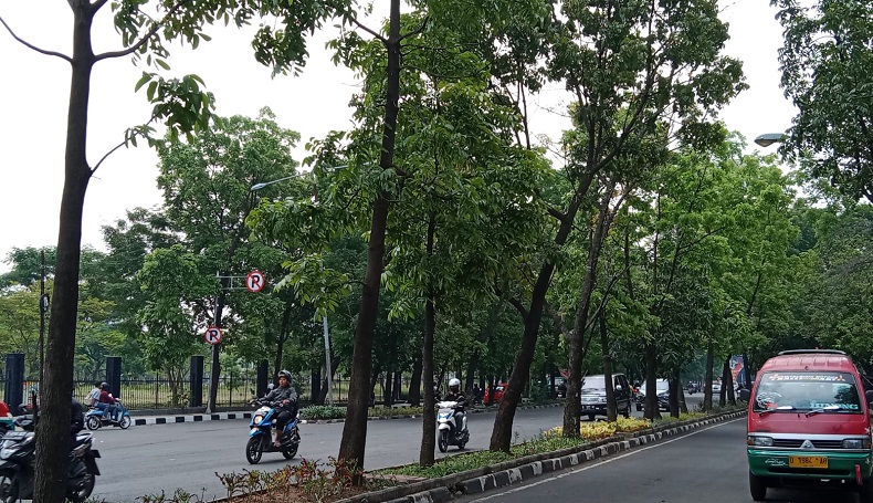 Cegah Tumbang saat Cuaca Ekstrem, 2.532 Pohon di Kota Bandung Dipangkas