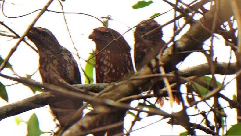 Satwa Langka Burung Paruh Katak Ditemukan di Pulau Curiak Kalsel, Begini Penampakannya