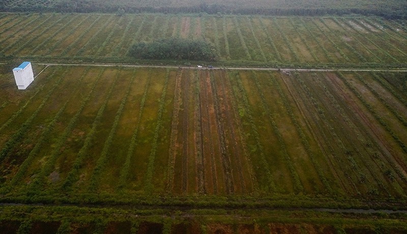 Ratusan Hektare Lahan Food Estate di Kalteng Terbengkalai, Ini Penampakannya - Bagian 2