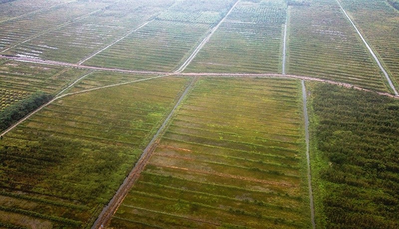 Ratusan Hektare Lahan Food Estate di Kalteng Terbengkalai, Ini Penampakannya - Bagian 1