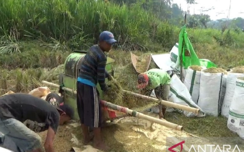 Petani di OKU Menjerit, Puluhan Hektare Tanaman Padi Diserang Hama Tikus