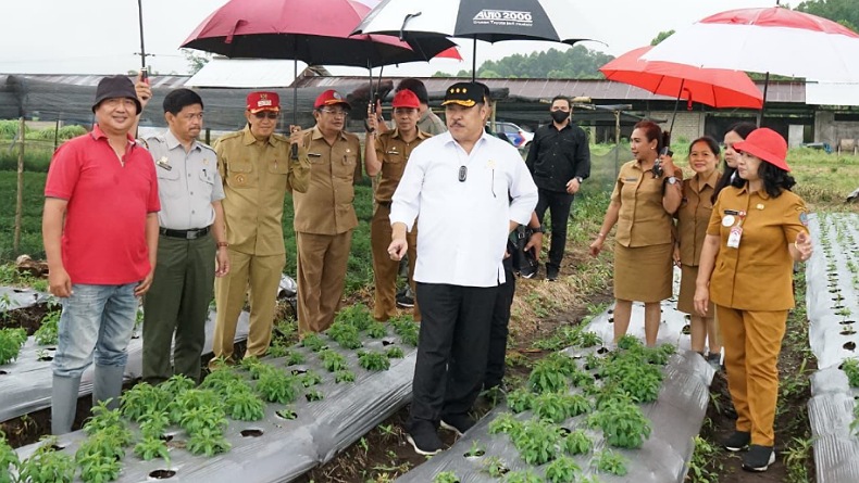 Korea Selatan Butuh 200 Ton Stevia, Sulawesi Utara Belum Bisa Penuhi Permintaan 