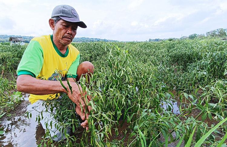 Tergenang Air Hujan, 30 Hektare Tanaman Cabai di Kulonprogo Terancam Mati