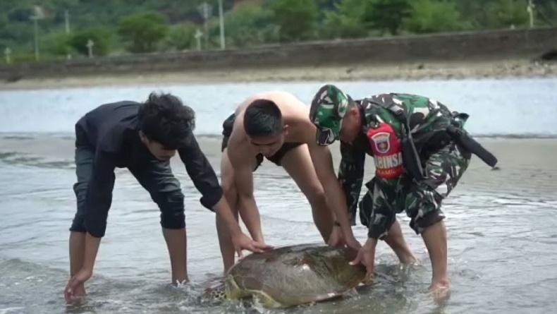 title Aksi Heroik Babinsa di Kolaka Utara Selamatkan 2 Penyu Sekarat Terdampar di Pantai Aksi Heroik Babinsa di Kolaka Utara Selamatkan 2 Penyu Sekarat Terdampar di Pantai