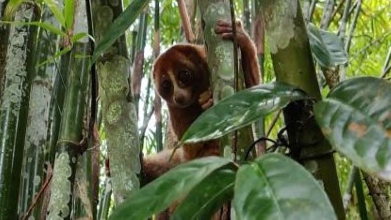 Trenggiling dan Kukang Endemik Babel Dilepasliarkan ke Hutan Konservasi Bangka Tengah